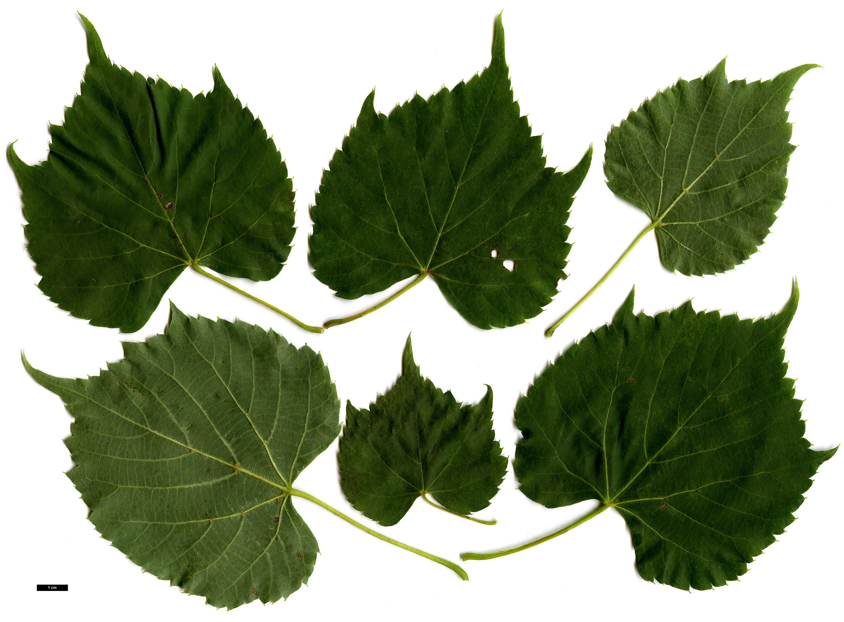 High resolution image: Family: Malvaceae - Genus: Tilia - Taxon: 'Harold Hillier' (T.japonica 'Ernest Wilson' × T.mongolica)